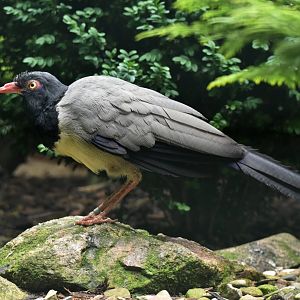Coral-billed Ground-Cuckoo Carpococcyx renauldi
