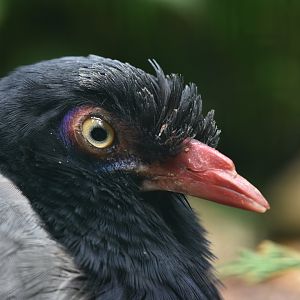 Coral-billed Ground-Cuckoo Carpococcyx renauldi
