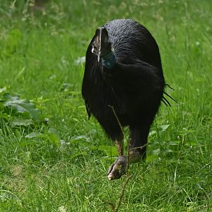 Dwarf Cassowary Casuarius bennetti