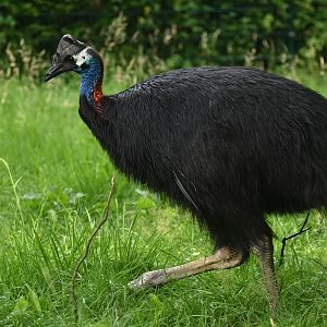 Dwarf Cassowary Casuarius bennetti