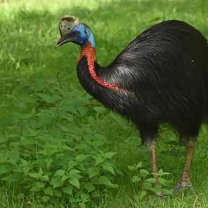 Northern Cassowary Casuarius unappendiculatus