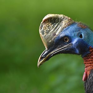 Northern Cassowary Casuarius unappendiculatus