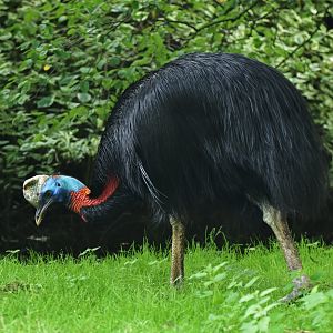 Northern Cassowary Casuarius unappendiculatus