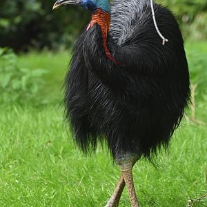 Northern Cassowary Casuarius unappendiculatus