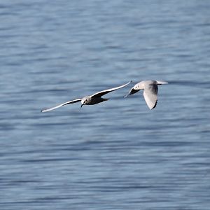 Bonaparte’s Gull (Chroicocephalus philadelphia)