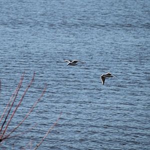 Bonaparte’s Gulls at the Rend Lake Rest Stop