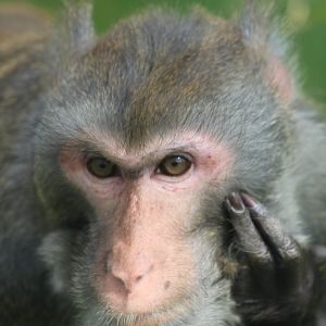 Rhesus macaque at Secret Valley Wildlife park