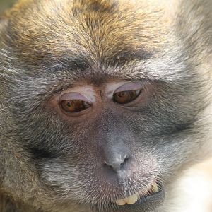 Crab eating macaque at Secret Valley Wildlife park