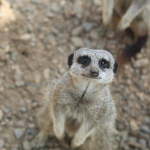 Meerkat at Secret Valley Wildlife park