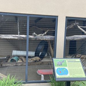 Coatimundi Exhibit