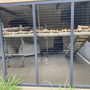 Binturong Exhibit (right half)