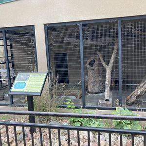Patagonian Mara Exhibit