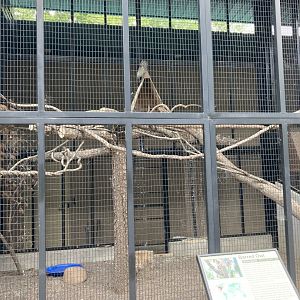 Barred Owl Exhibit