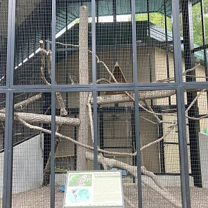 Great Horned Owl Exhibit