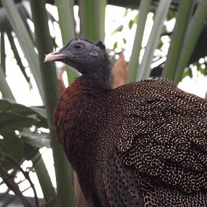 Great Argus - Zooparc de Beauval - 01/2019