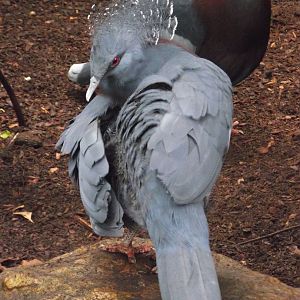Victoria Crowned-Pigeons - Zooparc de Beauval - 05/2021