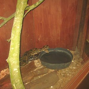 Odsherred Zoo - Monkey/reptile house - Boa exhibit #2