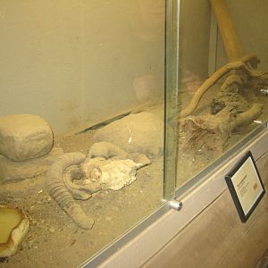 Odsherred Zoo - Monkey/reptile house - Monitor lizard exhibit
