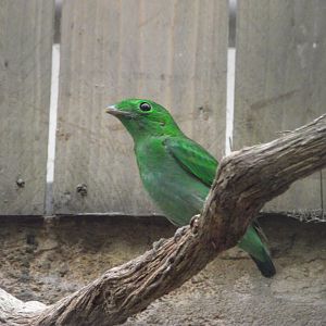 Green Broadbill (female) - Zooparc de Beauval - 04/2018
