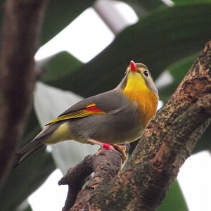 Red-billed Leiothrix - Zooparc de Beauval - 05/2021