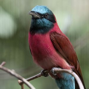 Northern Carmine bee-eater (Merops nubicus)