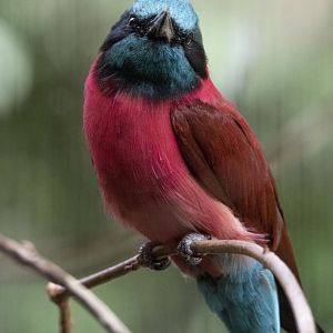 Northern Carmine bee-eater (Merops nubicus)