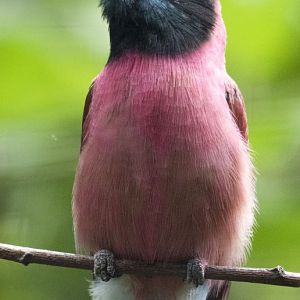Northern Carmine bee-eater (Merops nubicus)