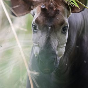 Okapi (Okapia johnstoni)