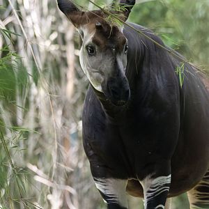 Okapi (Okapia johnstoni)