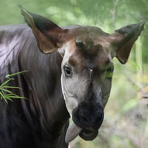 Okapi (Okapia johnstoni)