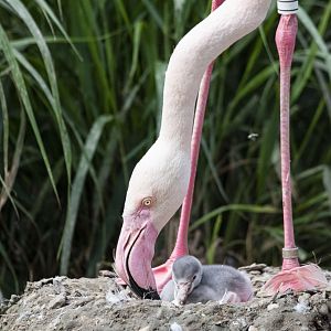 Greater flamingo (Phoenicopterus roseus)