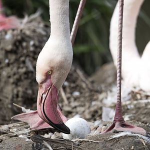 Greater flamingo (Phoenicopterus roseus)