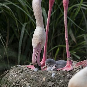 Greater flamingo (Phoenicopterus roseus)