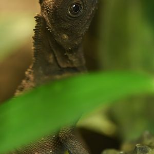 Gonocephalus bellii  Bell's anglehead lizard