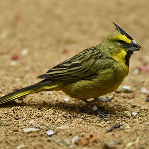 Yellow Cardinal Gubernatrix cristata