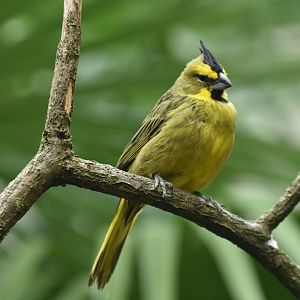 Yellow Cardinal Gubernatrix cristata