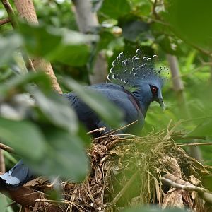 Victoria crowned pigeon (Goura victoria)