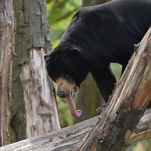 Malayan sun bear (Helarctos malayanus)