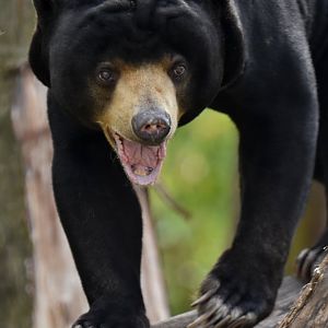 Malayan sun bear (Helarctos malayanus)