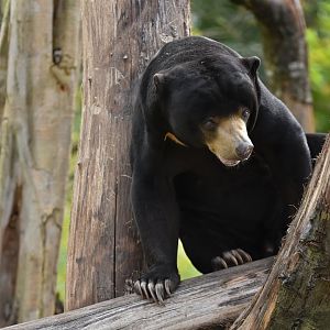 Malayan sun bear (Helarctos malayanus)