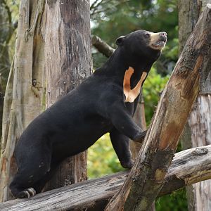 Malayan sun bear (Helarctos malayanus)