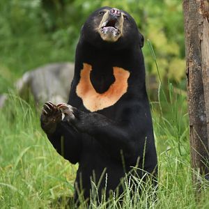 Malayan sun bear (Helarctos malayanus)