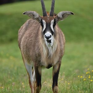 Roan antelope (Hippotragus equinus)