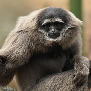 Silvery gibbon (Hylobates moloch)