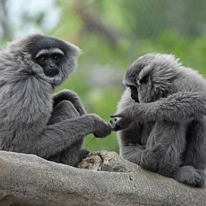 Silvery gibbon (Hylobates moloch)
