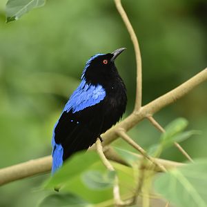 Asian Fairy-bluebird Irena puella