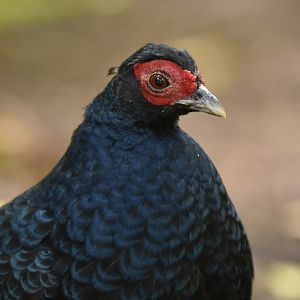 Salvadori's Pheasant Lophura inornata