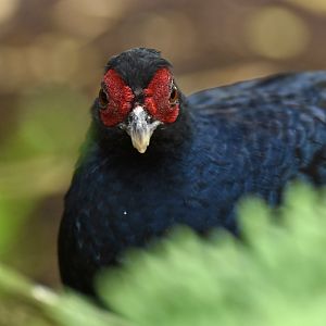 Salvadori's Pheasant Lophura inornata