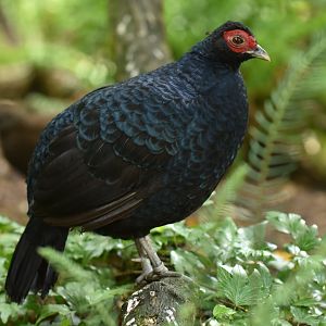 Salvadori's Pheasant Lophura inornata