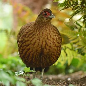 Salvadori's Pheasant Lophura inornata